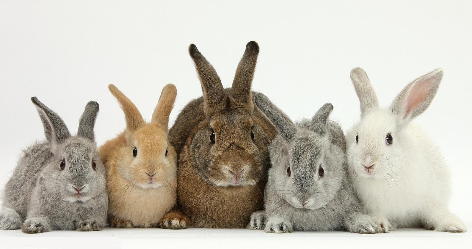 إنتاج الأرانب وتكوين القطيع مدونة تربية الحيوان