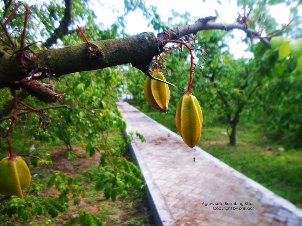 Agrowisata Belimbing Karangsari Blitar
