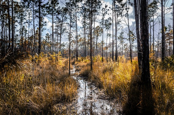 Florida Florida Trail, Big Cypress National Preserve