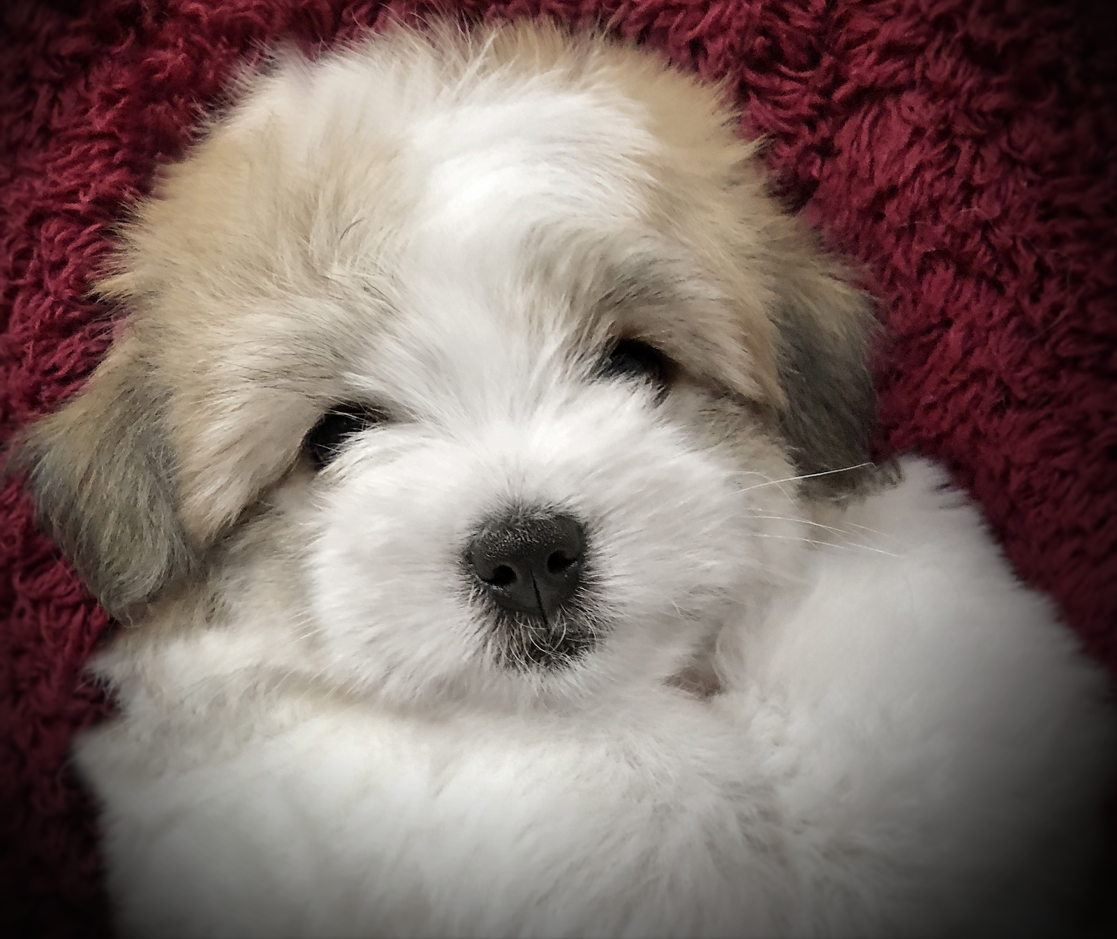 Simply Grand Coton de Tulear puppies, Coton de Tulear breeder, Coton