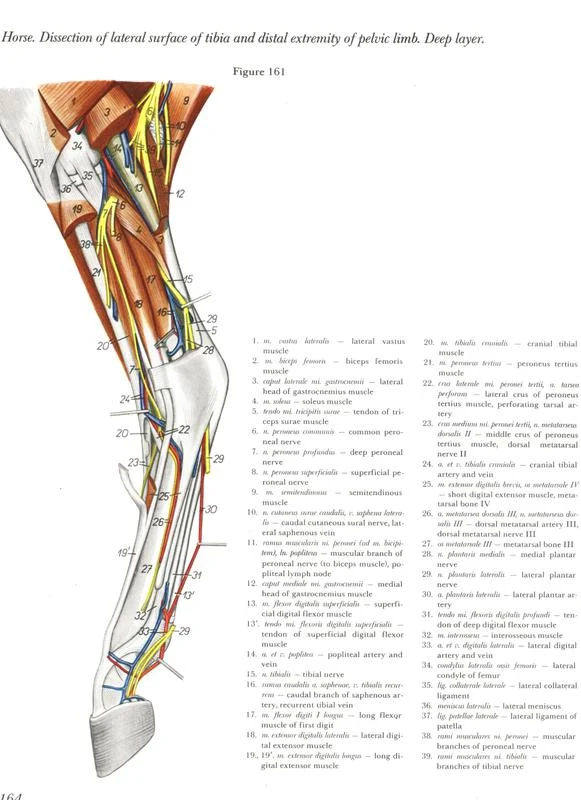 anatomy-horse-pelvic-casco-ossos-bones-anatomia-membros-pélvicos-horse-equino-popesko-livros-pdf-veterinaria-clique-download-descargar-libros-gratuito