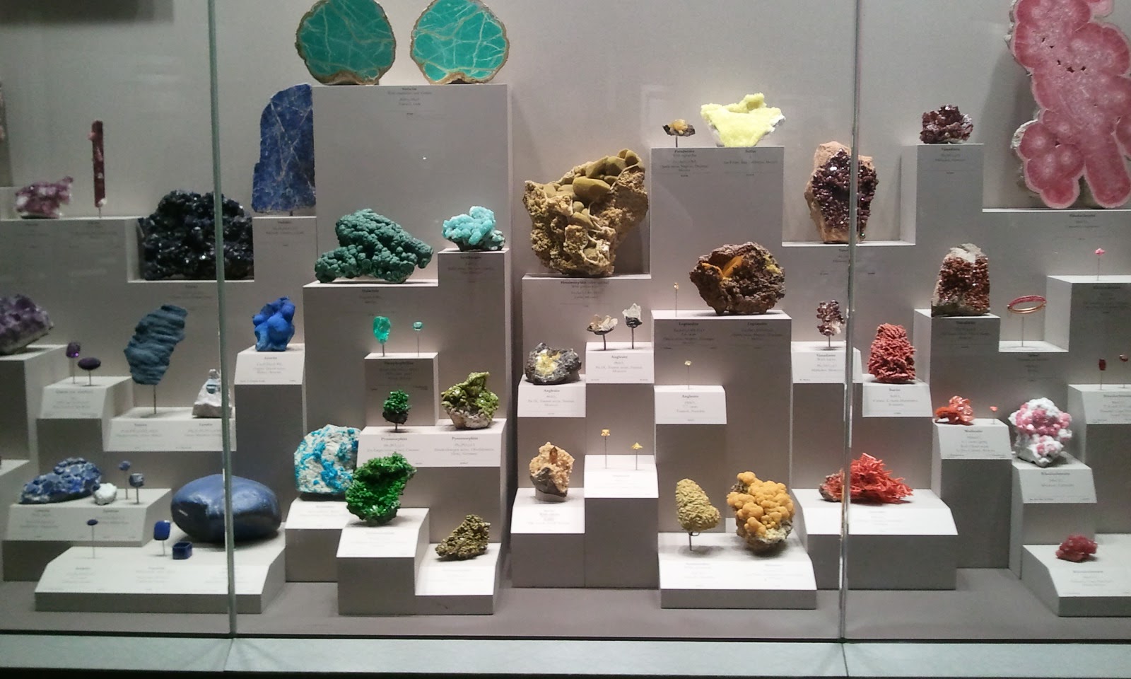 музей дарвина в москве экспозиции. систематическая экспозиция. систематическая экспозиция. систематическая экспозиция. систематическая экспозиция.