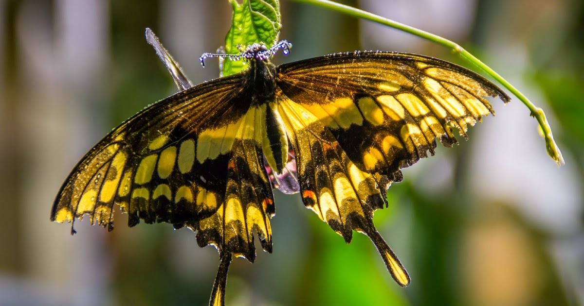 MAP Artistic Photography Photo of the Day Swallowtail Butterfly