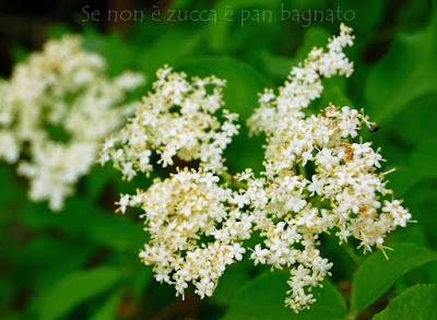 sciroppo di sambuco ricetta della nonna