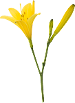 Flower_1.png