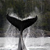 Χορεύοντας με τις φάλαινες