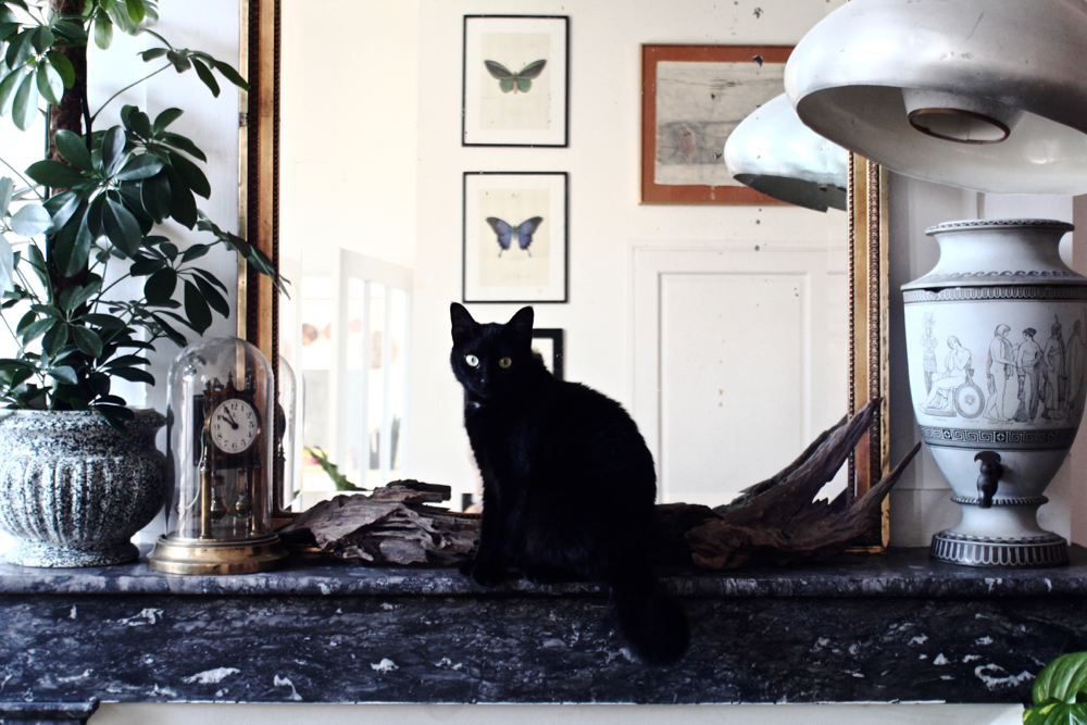 BLOG-MODE-HOMME-DECO-STYLE-INTERIEUR-PLANTES-POUR-MASCULINES-maplantemonbonheur-design-ecolo-vegetal-naturel - scindapsus schefflera croton philodendron monstera langue de belles meres 