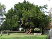 Ioho the Yew tree