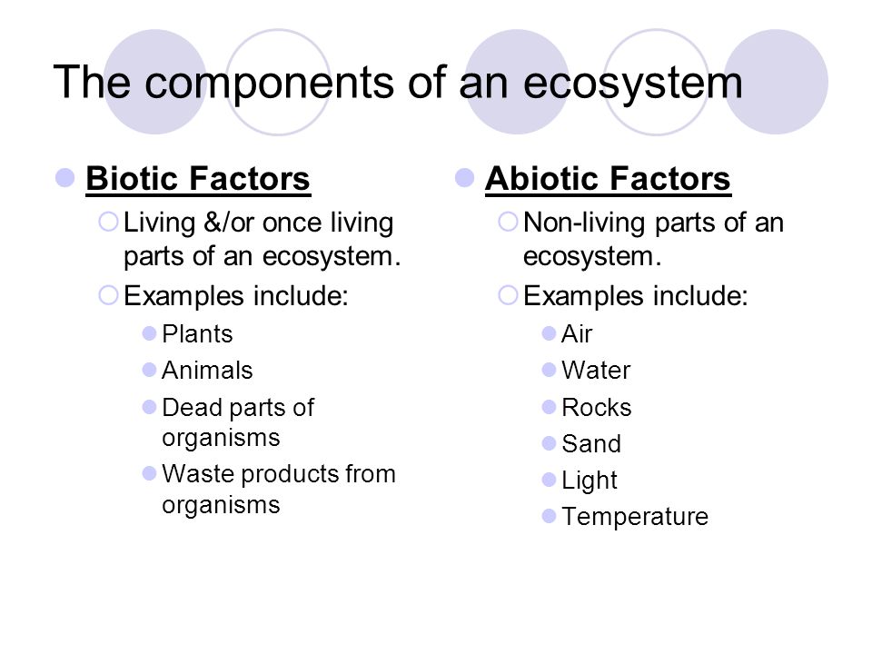 components of the ecosystem An ecosystem is a community of living and non-living things, and ecosystems can be as large as a desert or as small as a tree all components of an ecosystem work together to make it balanced -- every living species has a specific purpose, or niche, to keep the ecosystem healthy, and light from the. components of the ecosystem An ecosystem is a community of living and non-living things, and ecosystems can be as large as a desert or as small as a tree all components of an ecosystem work together to make it balanced -- every living species has a specific purpose, or niche, to keep the ecosystem healthy, and light from the.