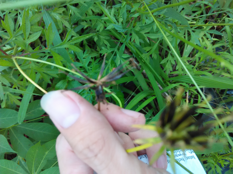 tanaman kenikir ayo berkebun tanaman kenikir ayo berkebun