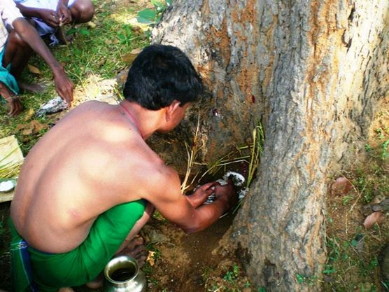 Janthar bonga santal worships when paddy get ripen
