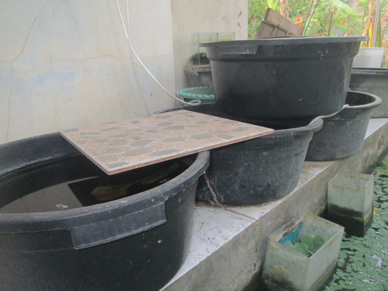 embersihkan ember atau wadah tersebut dengan baik