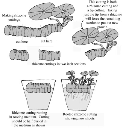 Beefsteak Begonia - Propagate Stem Cuttings