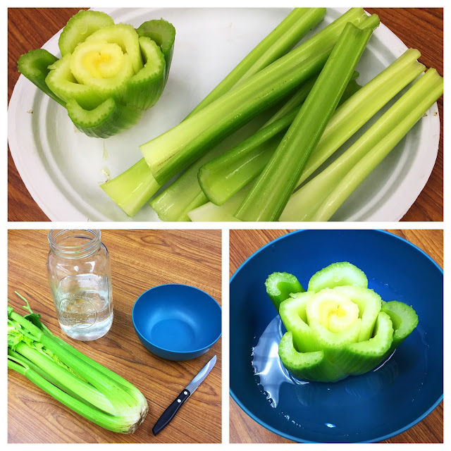 Kearson's Classroom The Great Celery Experiment