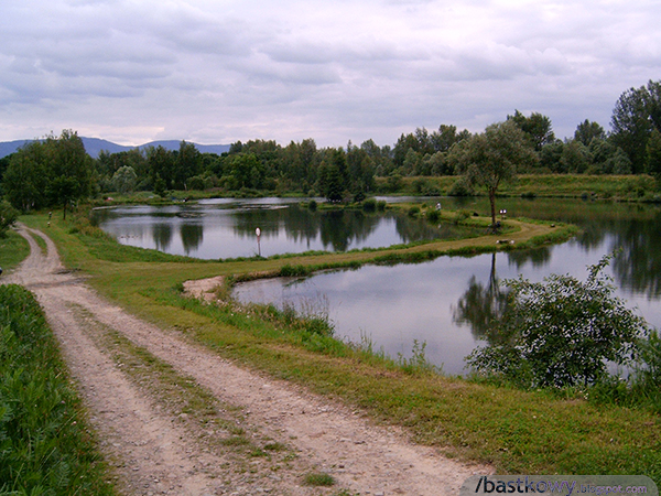 Staw rybny, otoczony drzewami i roślinnością, symbolizując harmonię człowieka z naturą