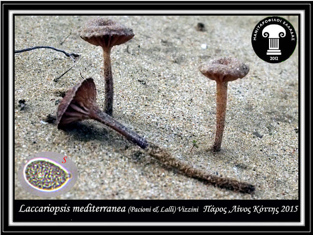 Laccariopsis mediterranea (Pacioni & Lalli) Vizzini