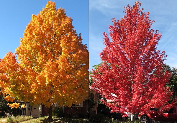 Autumn Blaze Red Maple ~ Autumn Crafts Picture