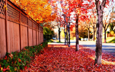 red leaves widescreen hd wallpaper