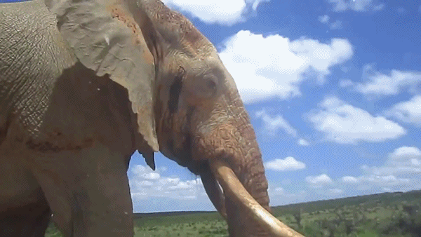 아프리카 코끼리가 지상 최강의 동물인 이유.gif | 인스티즈