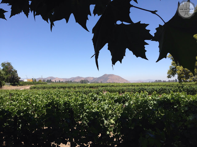 Bodega Concha Y toro Chile