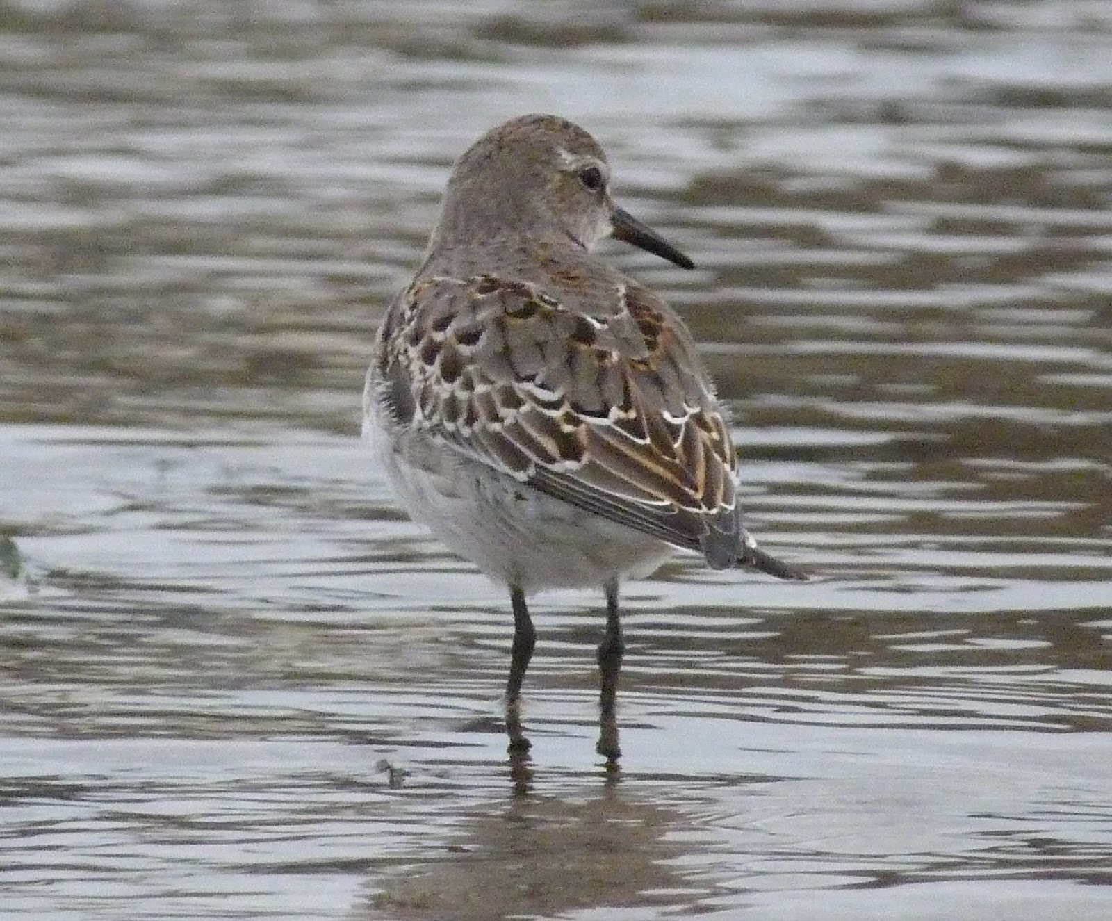 Kerry Birding Whiterumped Sandpiper