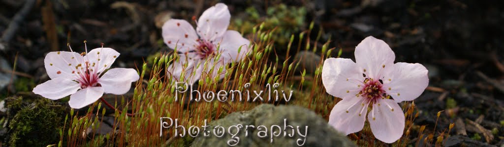 Phoenixliv Photography