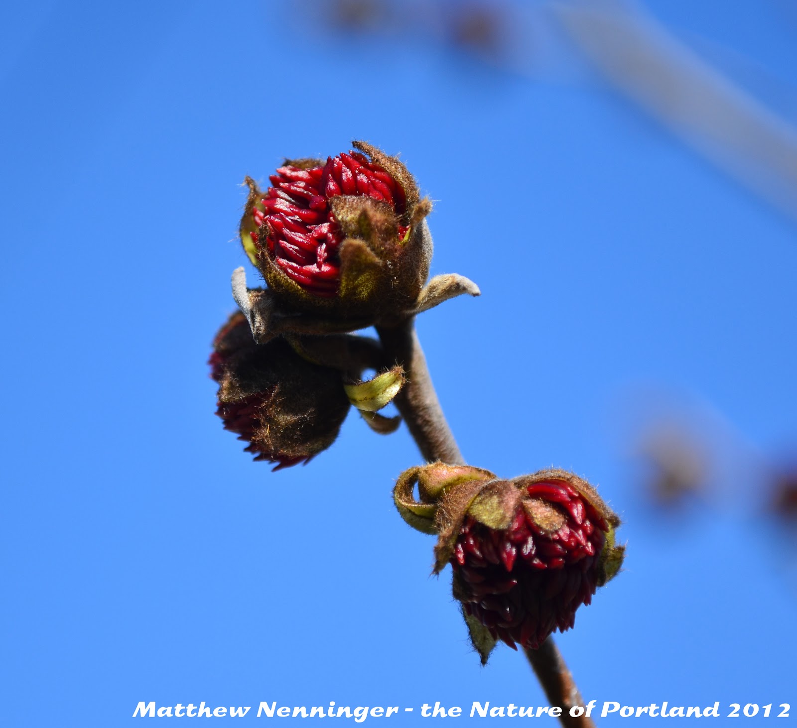 the Nature of Portland Portland's Native Plants Spring to Life