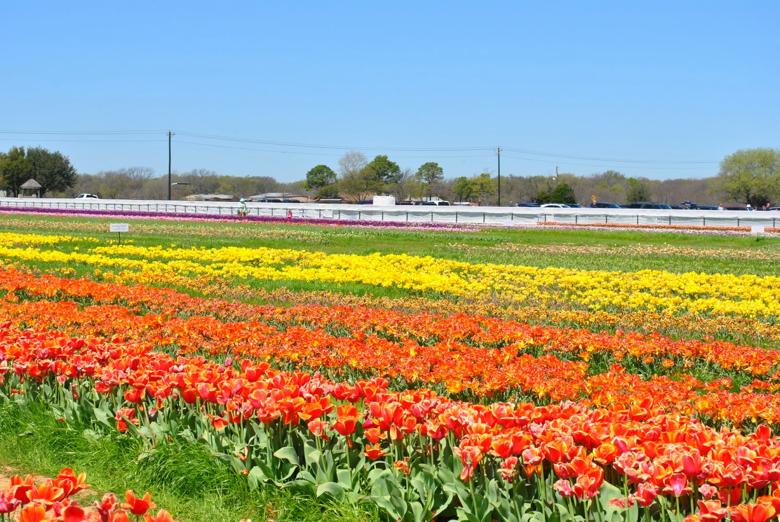 Two For One Wells Texas Tulips!
