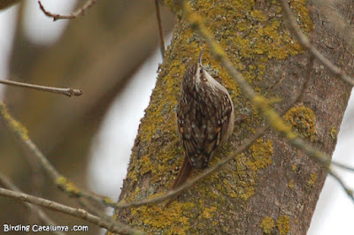 Raspinell comú (Certhia brachydactyla)