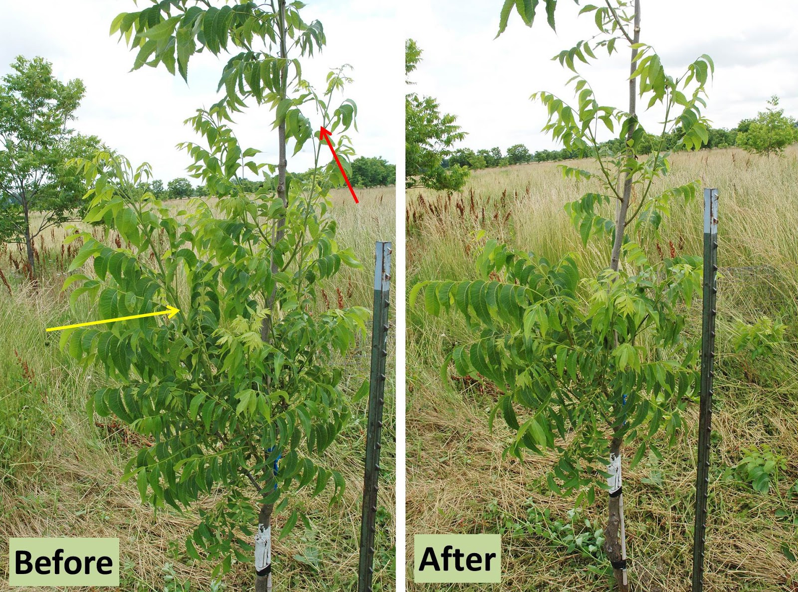 Northern Pecans Shaping a young tree with summer pruning