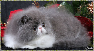 Gambar Kucing Persia yang Imut