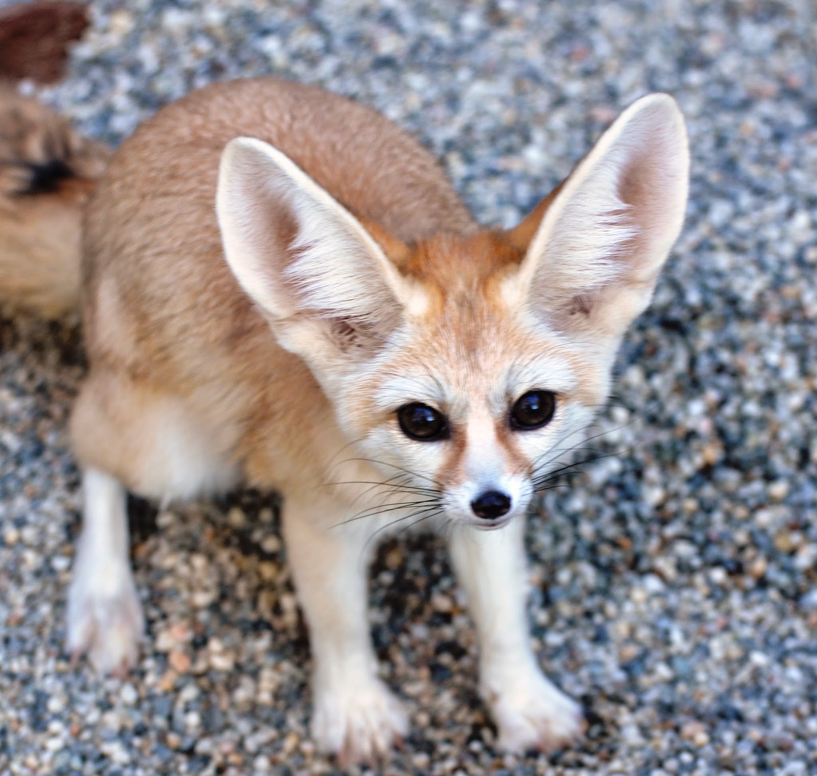 The Official Sacramento Zoo Blog: Fennec Foxes at the Zoo!