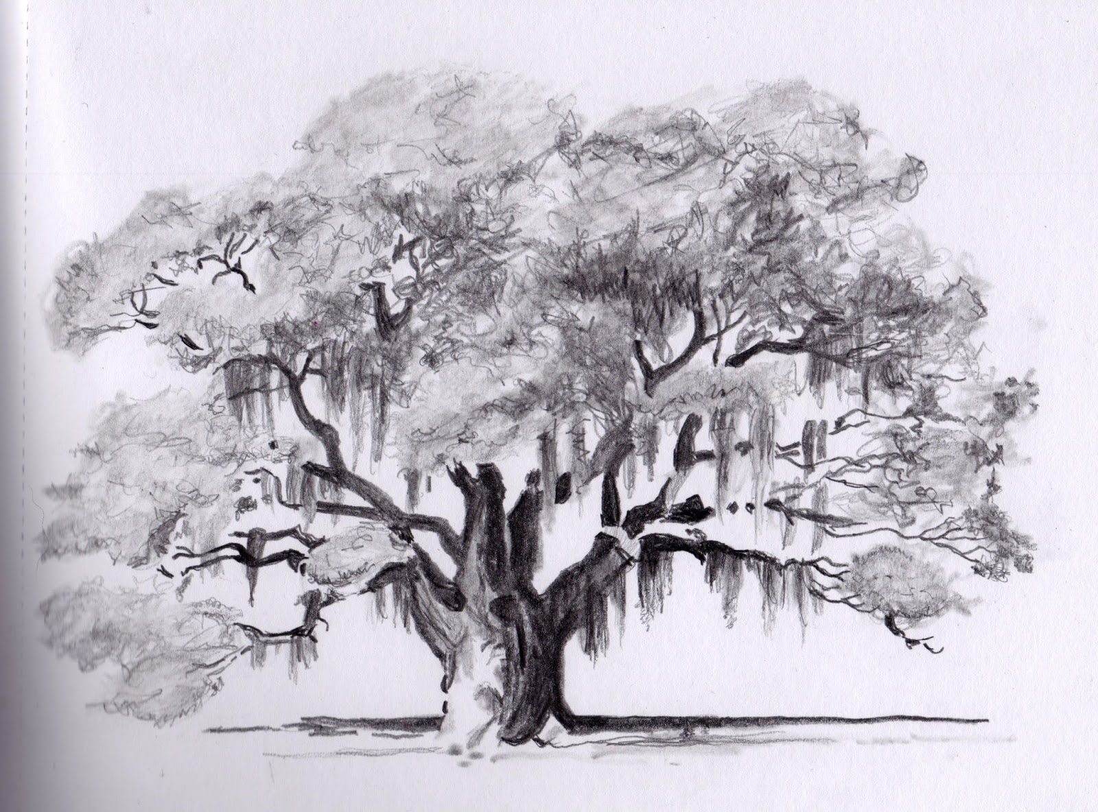 Scott's Creativity for Sanity Live Oak Sketch