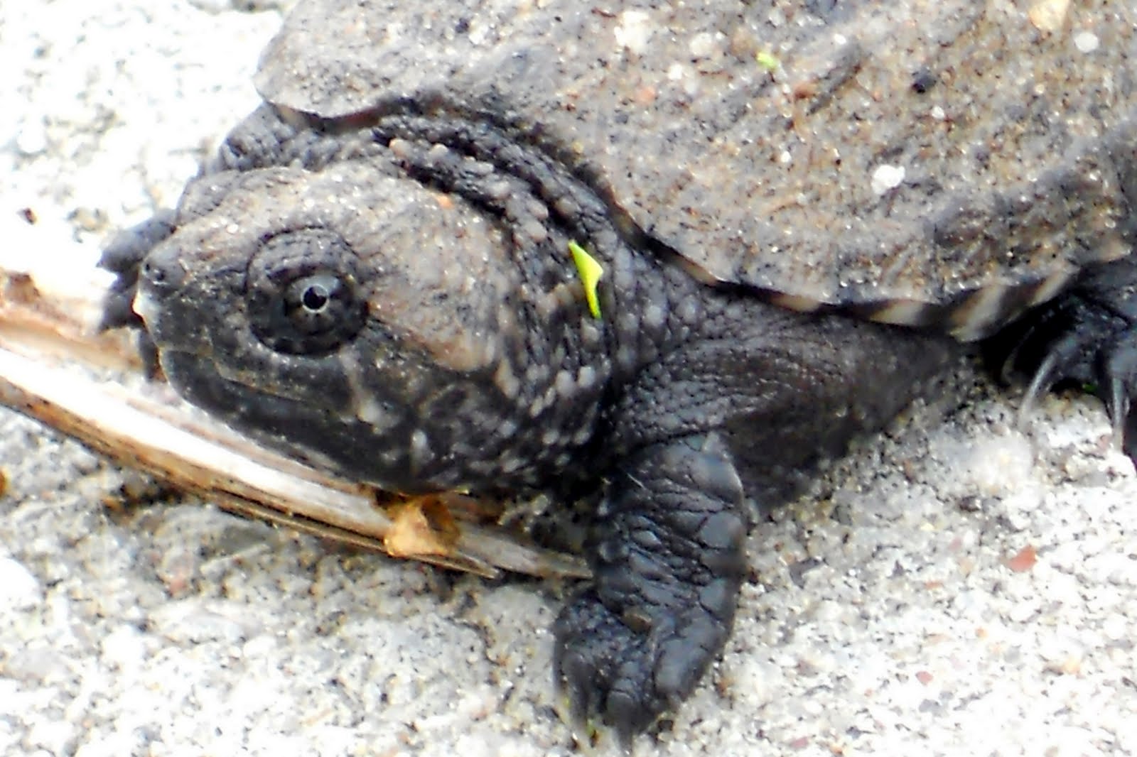 Lilac Gate Baby Snapping Turtle