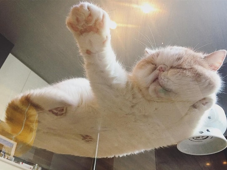 19 Hilarious Pictures Of Cats Being Cats