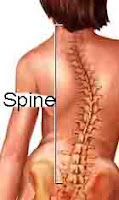 spine