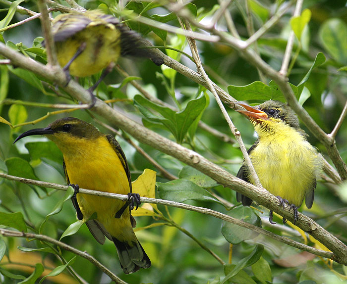 Garden Birds of North QLD