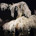 清雲寺の桜LEDでライトアップ