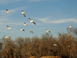gulls lake rock billed ring texas dallas flying bay birds sunset across flight