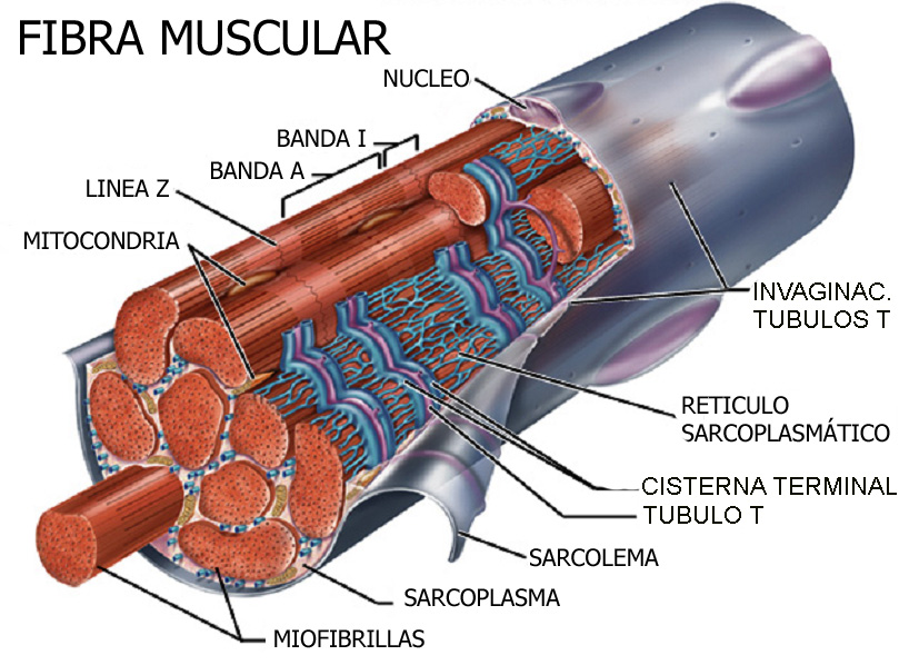 Wonalixia Bittersweet CARNES COMPOSICION QUIMICA FIBRAS MUSCULARES wonalixia-bittersweet-carnes-composicion-quimica-fibras-musculares