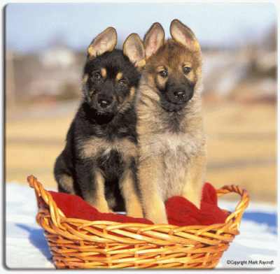 ulgobang: Cute german shepherd puppies pictures