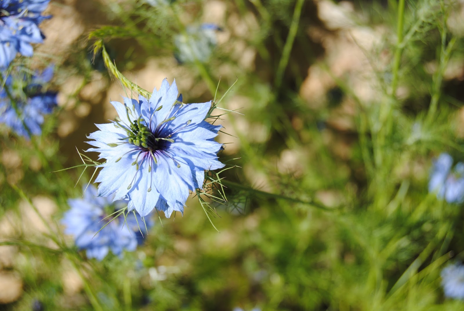 Nigella in La Roque-Gageac Nigella in La Roque-Gageac