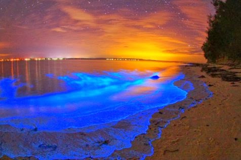 Fenomena bioluminesensi
