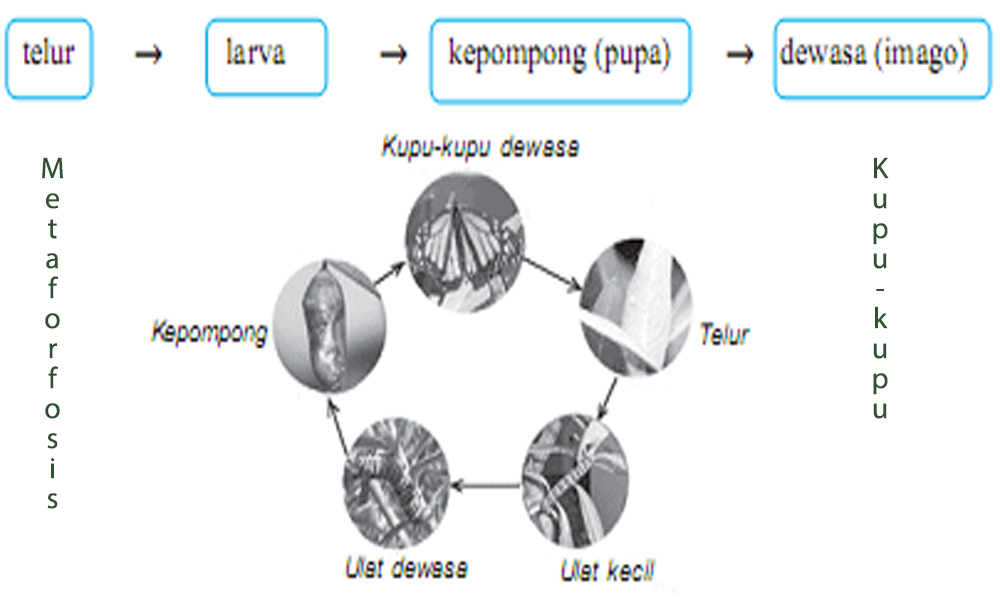 Metamorfosis Bagi Makhluk Hidup Catat Alam