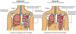 ventilacion pulmonar