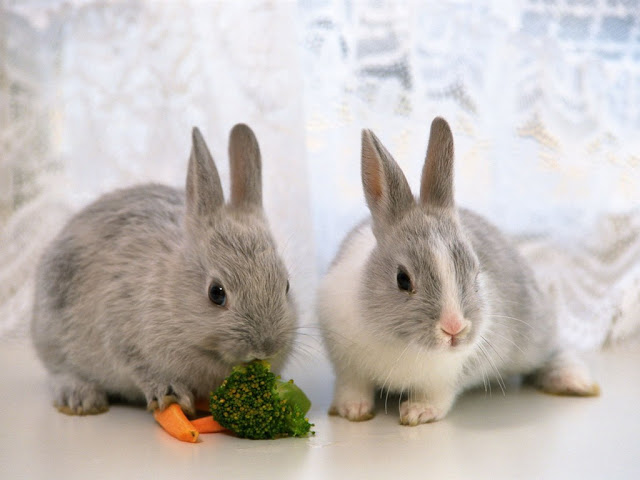 Two  bunny