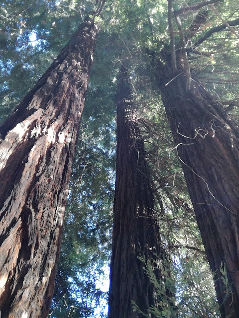 anche in piemonte ci sono le sequoie