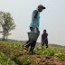 Kekeringan, Petani Andalkan Air Limbah Batik Untuk Pengairan