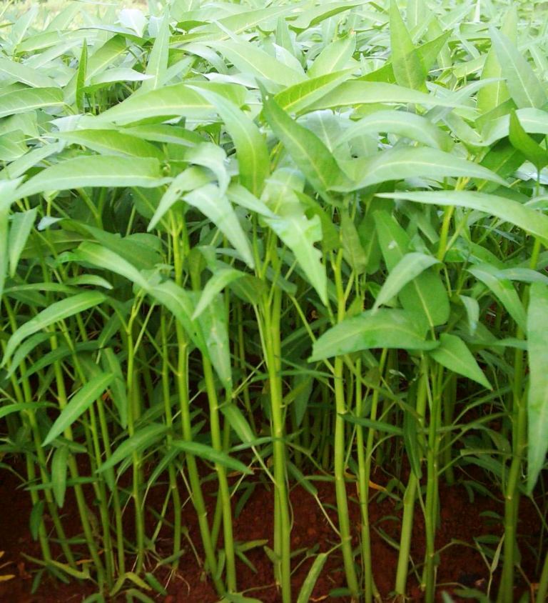 TEKNOLOGI BUDIDAYA KANGKUNG AIR RAMAH LINGKUNGAN | Info Tani