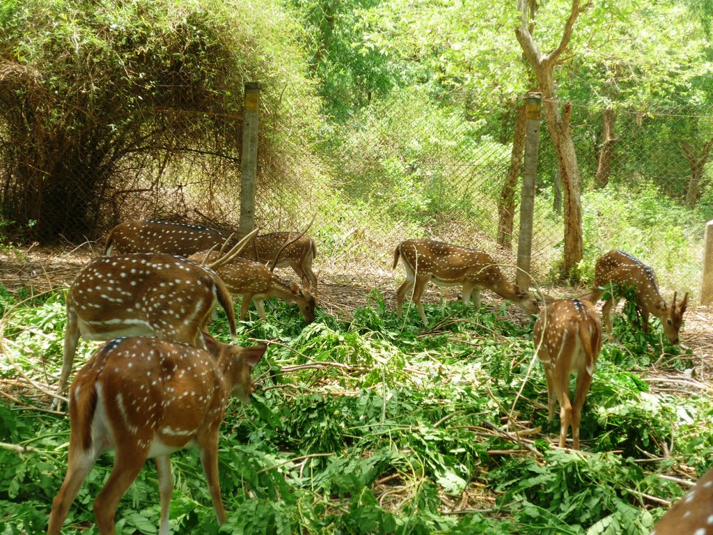 Tamilnadu Tourism: Amirthi Forest & Zoological Park, Vellore
